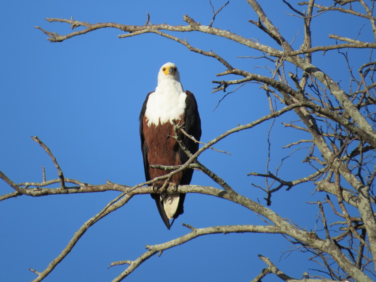 African Fish-Eagle - ML620445618