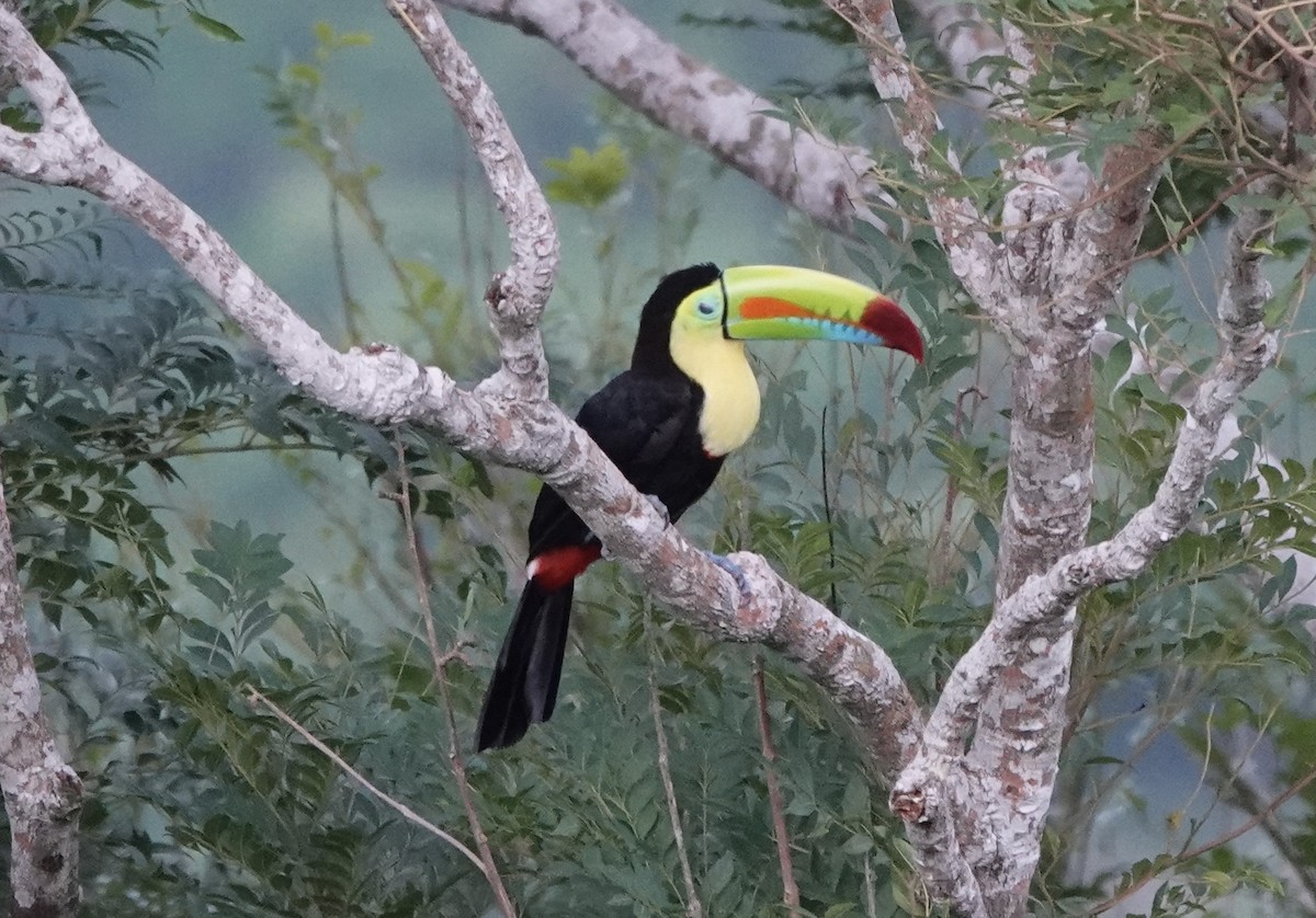 Keel-billed Toucan - ML620445626