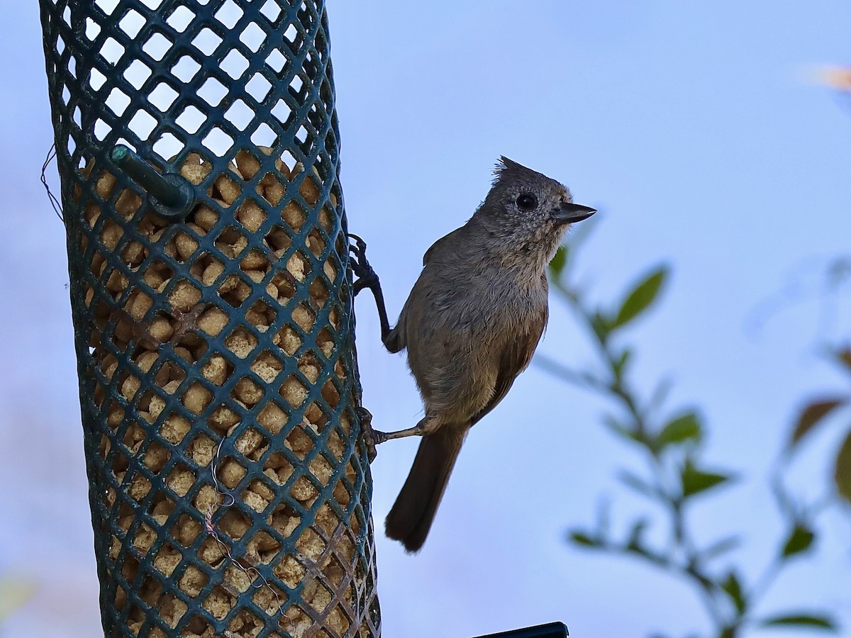 Juniper Titmouse - ML620445634