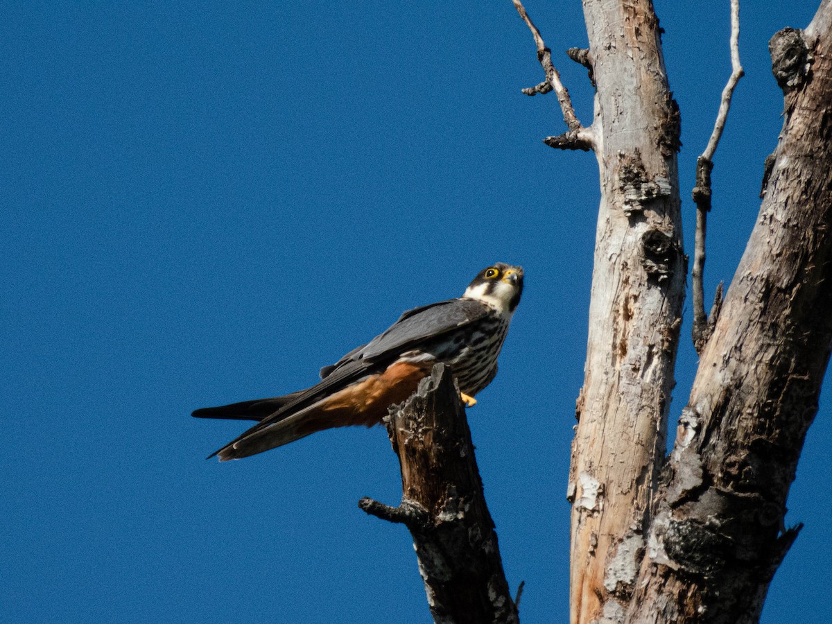 Eurasian Hobby - ML620445636