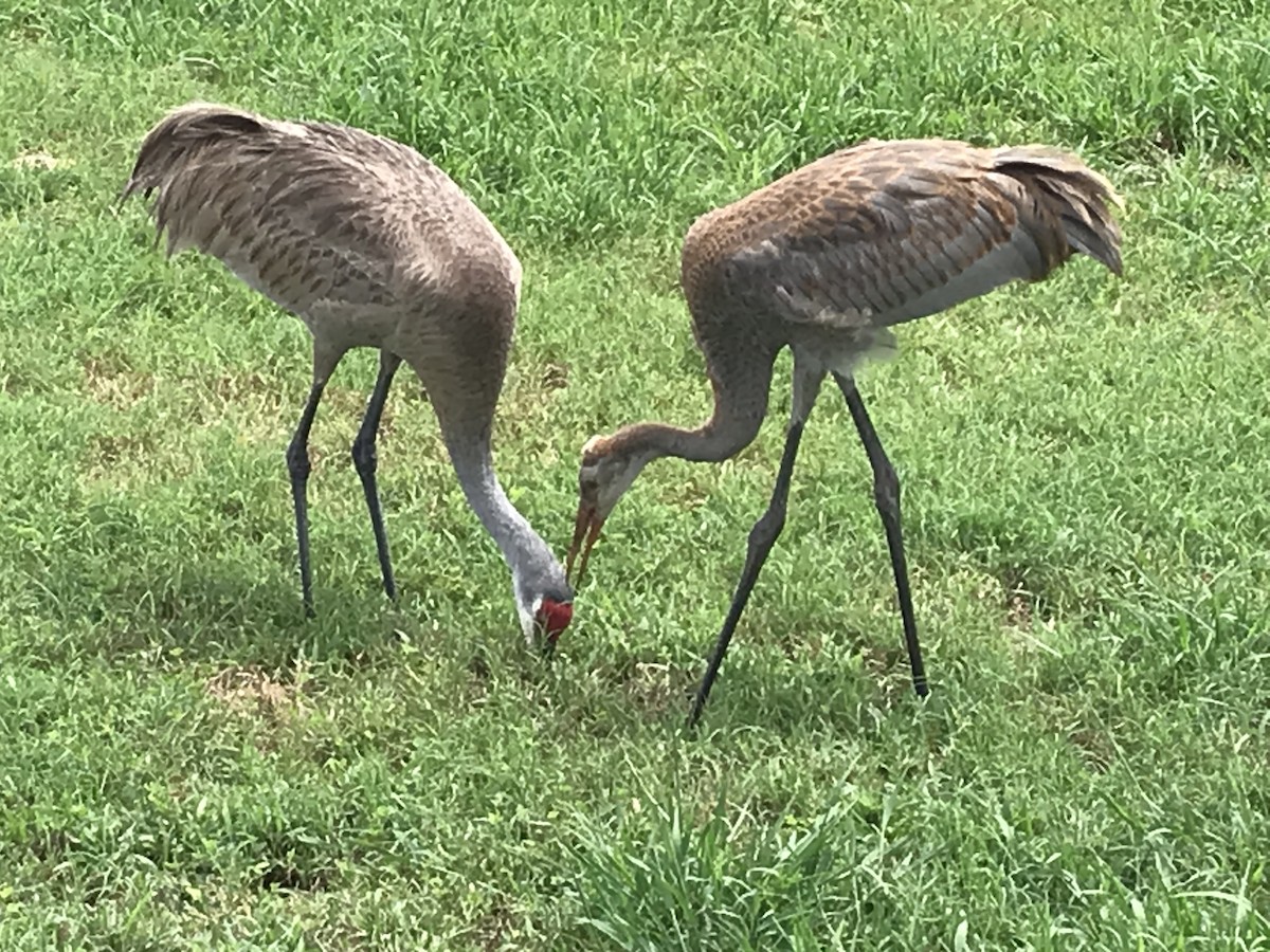 Sandhill Crane - Betty Holcomb