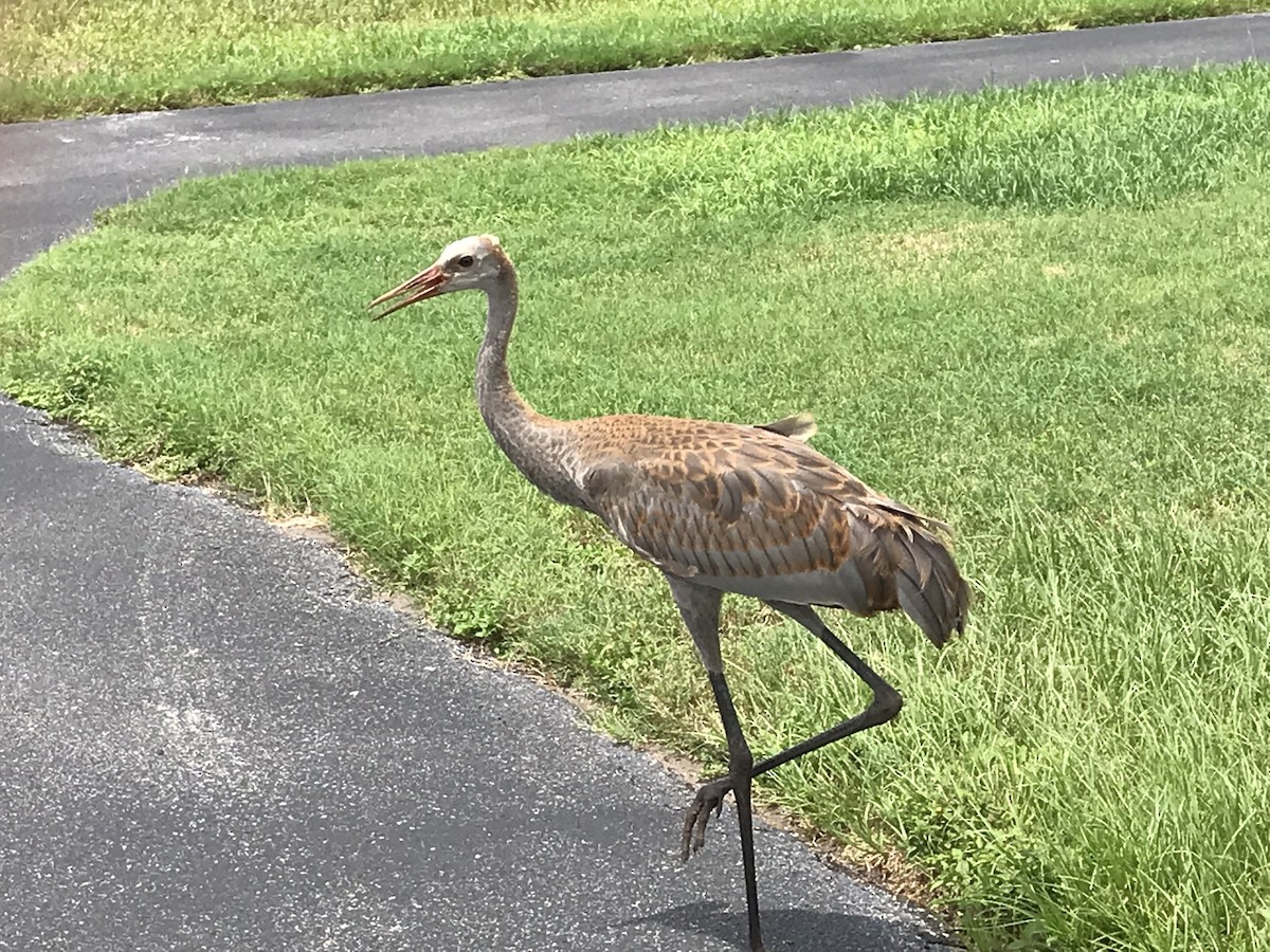 Sandhill Crane - ML620445643