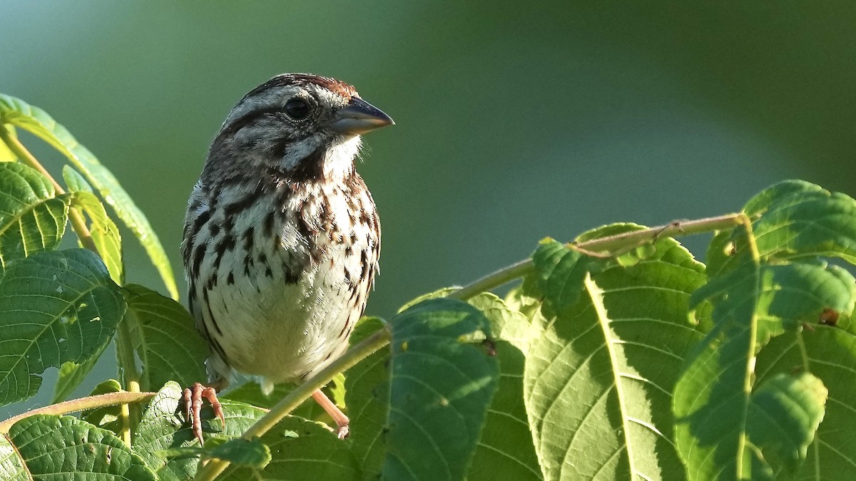 Song Sparrow - ML620445645