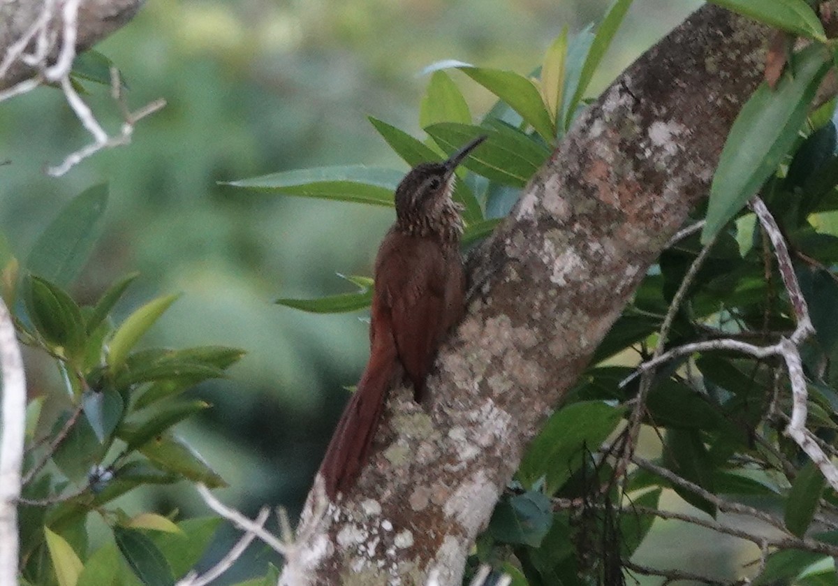 Cocoa Woodcreeper - ML620445646