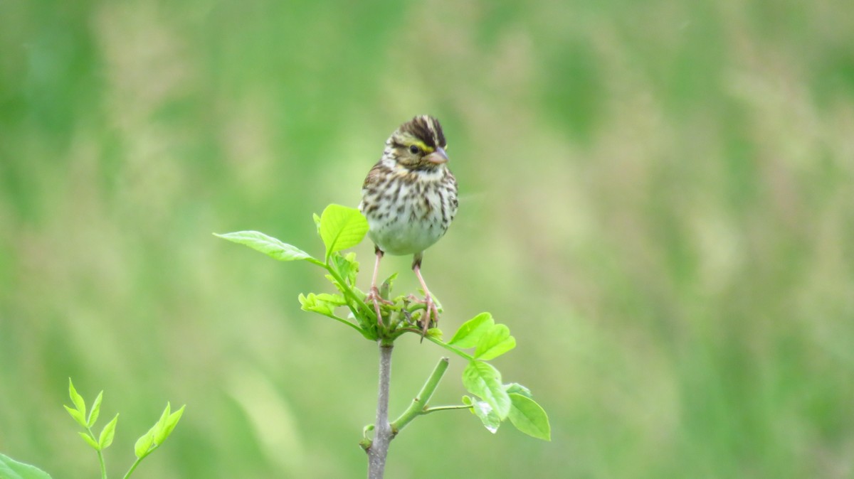 Savannah Sparrow - ML620445649