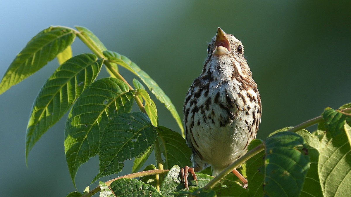 Song Sparrow - ML620445652