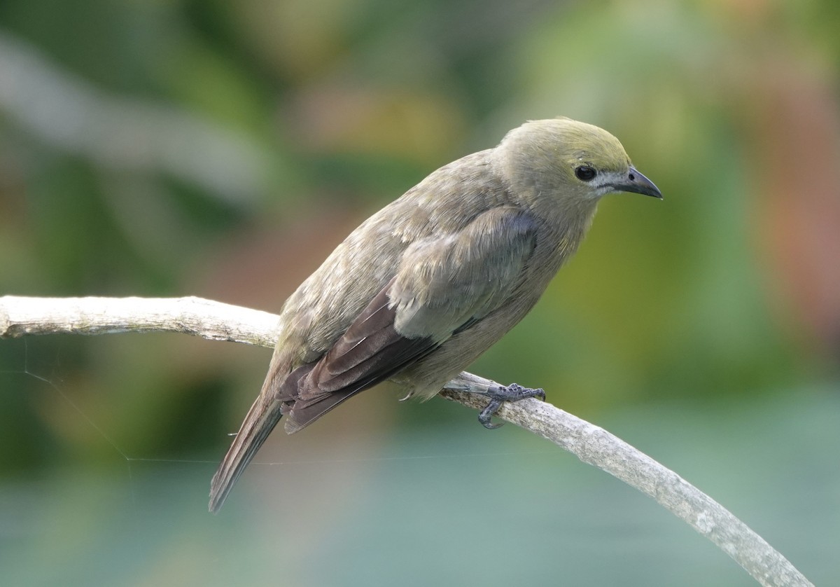Palm Tanager - ML620445654