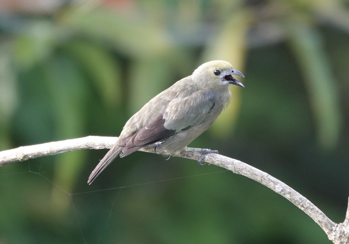 Palm Tanager - ML620445655