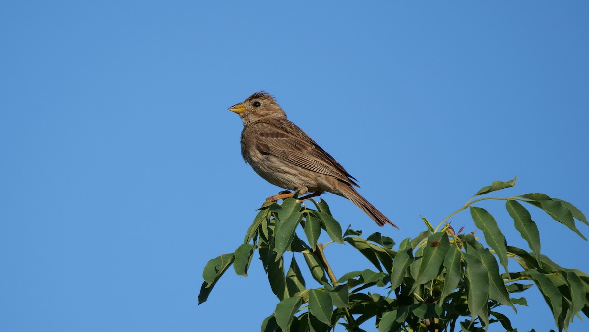 Corn Bunting - ML620445656