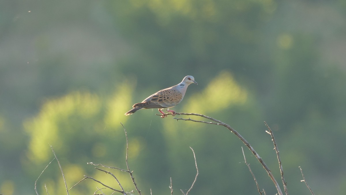 European Turtle-Dove - ML620445661