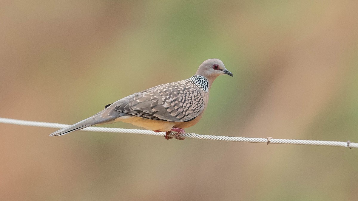 Spotted Dove - Jean-Louis  Carlo