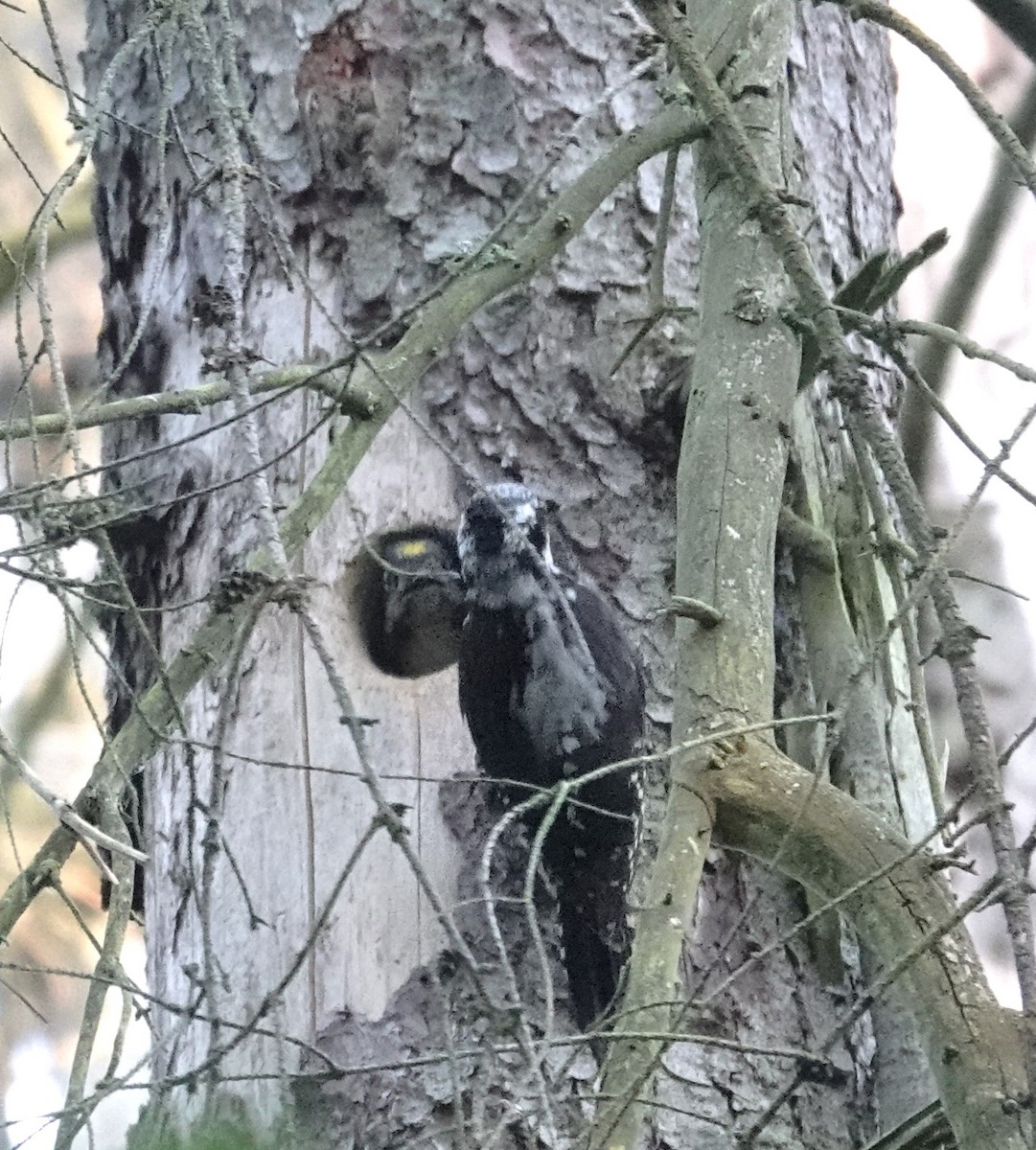 Eurasian Three-toed Woodpecker - Mark Robbins