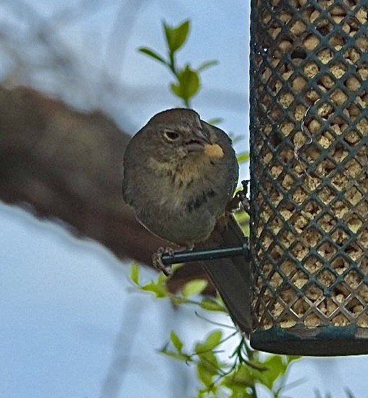 Canyon Towhee - ML620445670