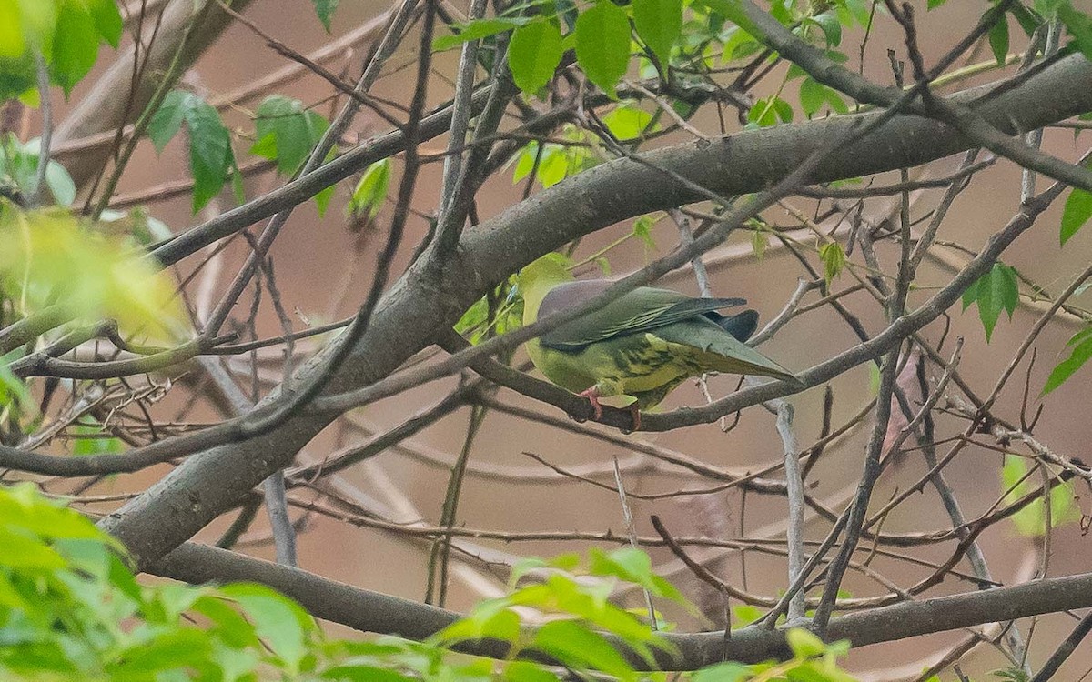 Wedge-tailed Green-Pigeon - ML620445671