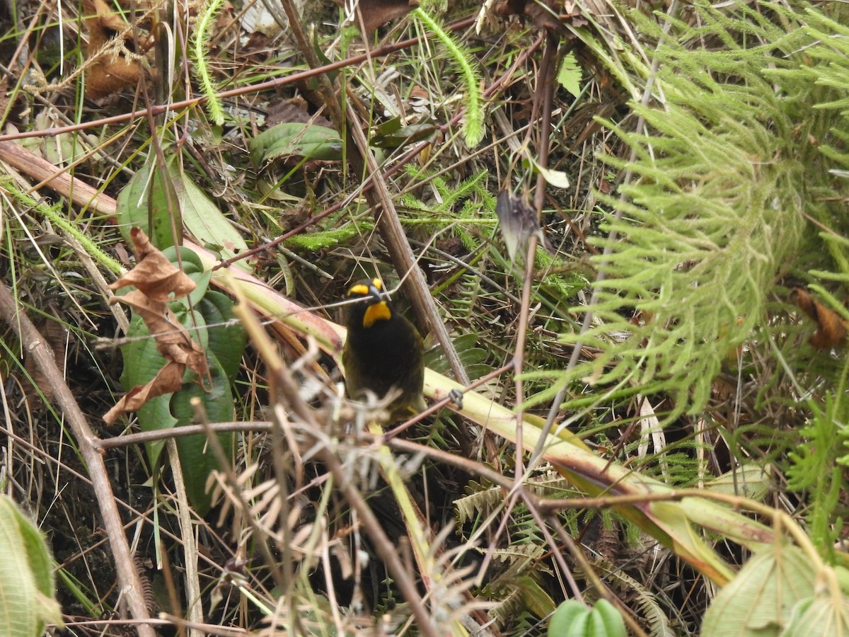 Yellow-faced Grassquit - ML620445675