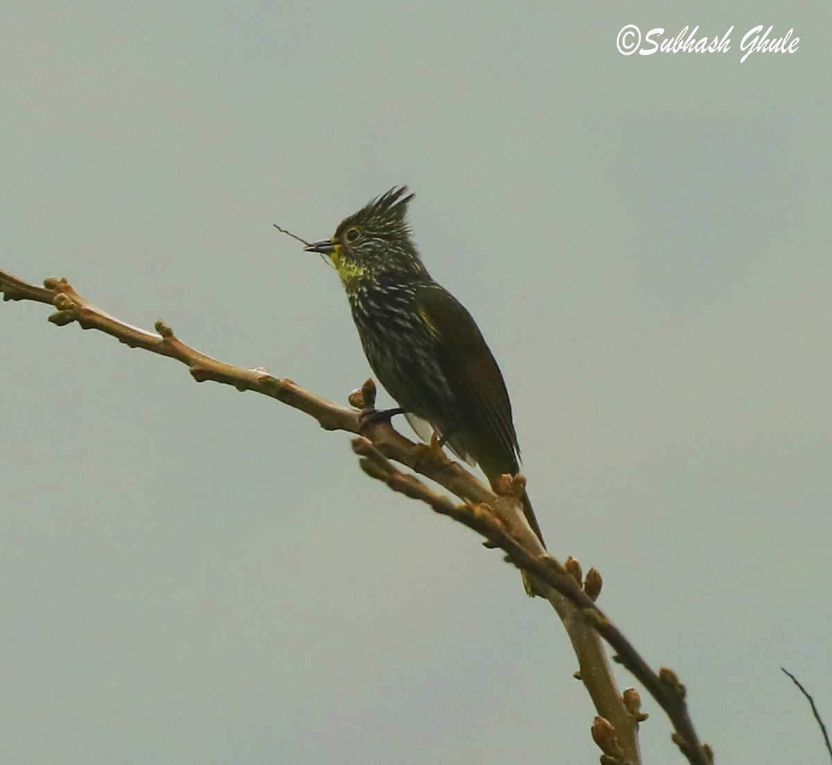 Striated Bulbul - ML620445693