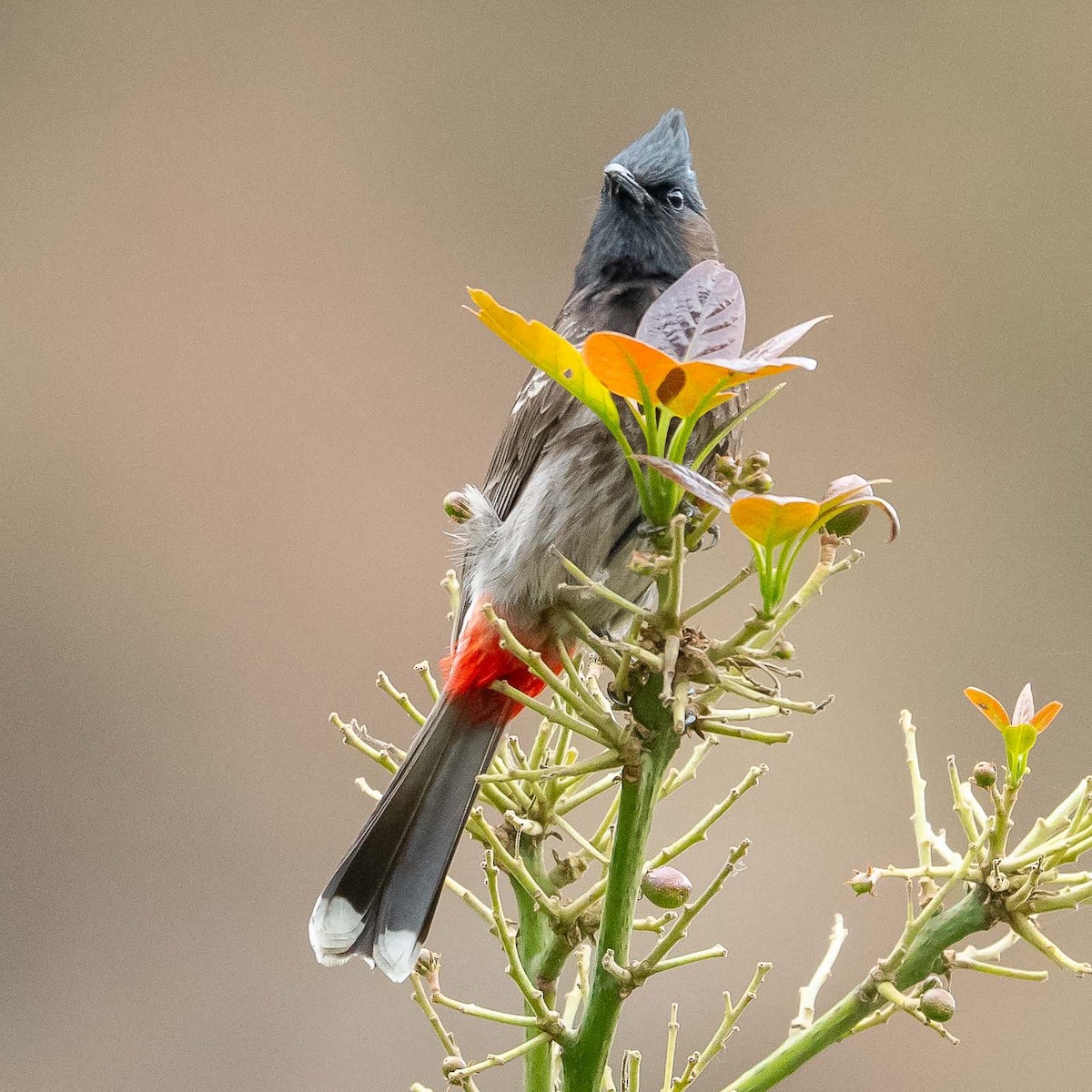 Red-vented Bulbul - ML620445697