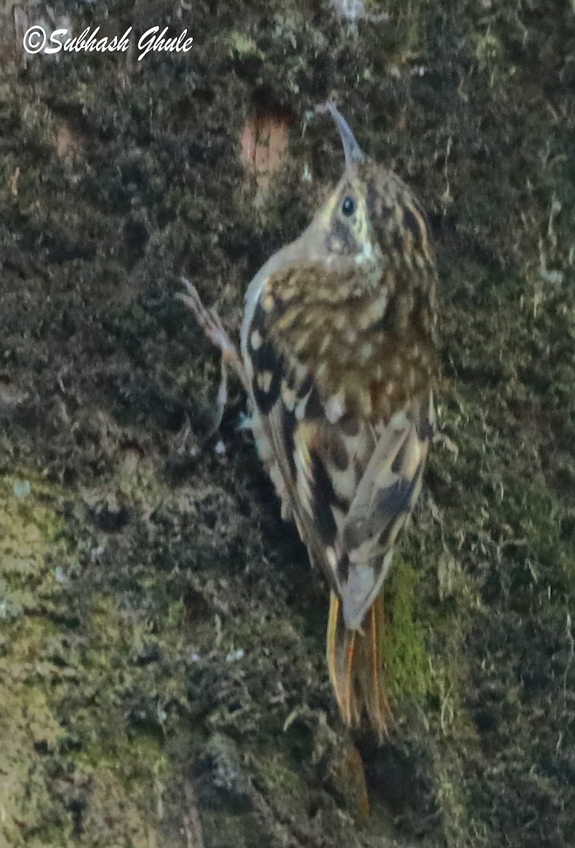 Sikkim Treecreeper - ML620445706