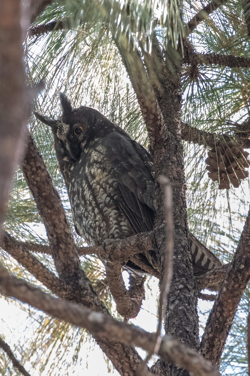 Stygian Owl - Jodi Boe