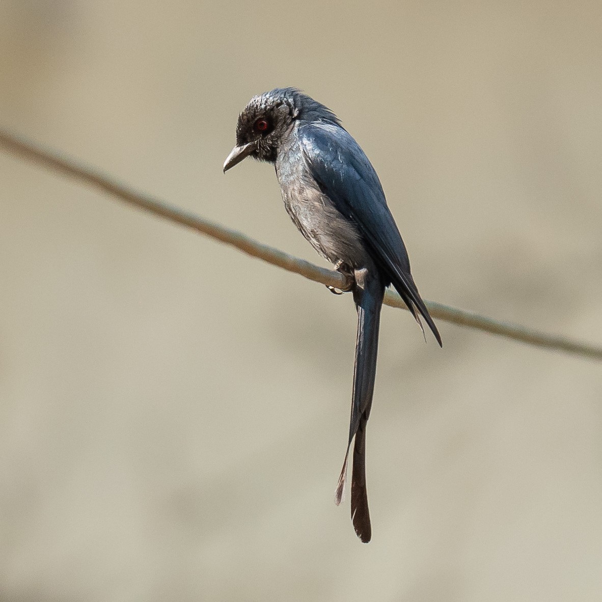 Ashy Drongo - Jean-Louis  Carlo