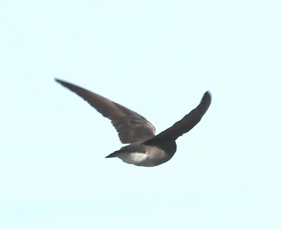 Golondrina Aserrada - ML620445711