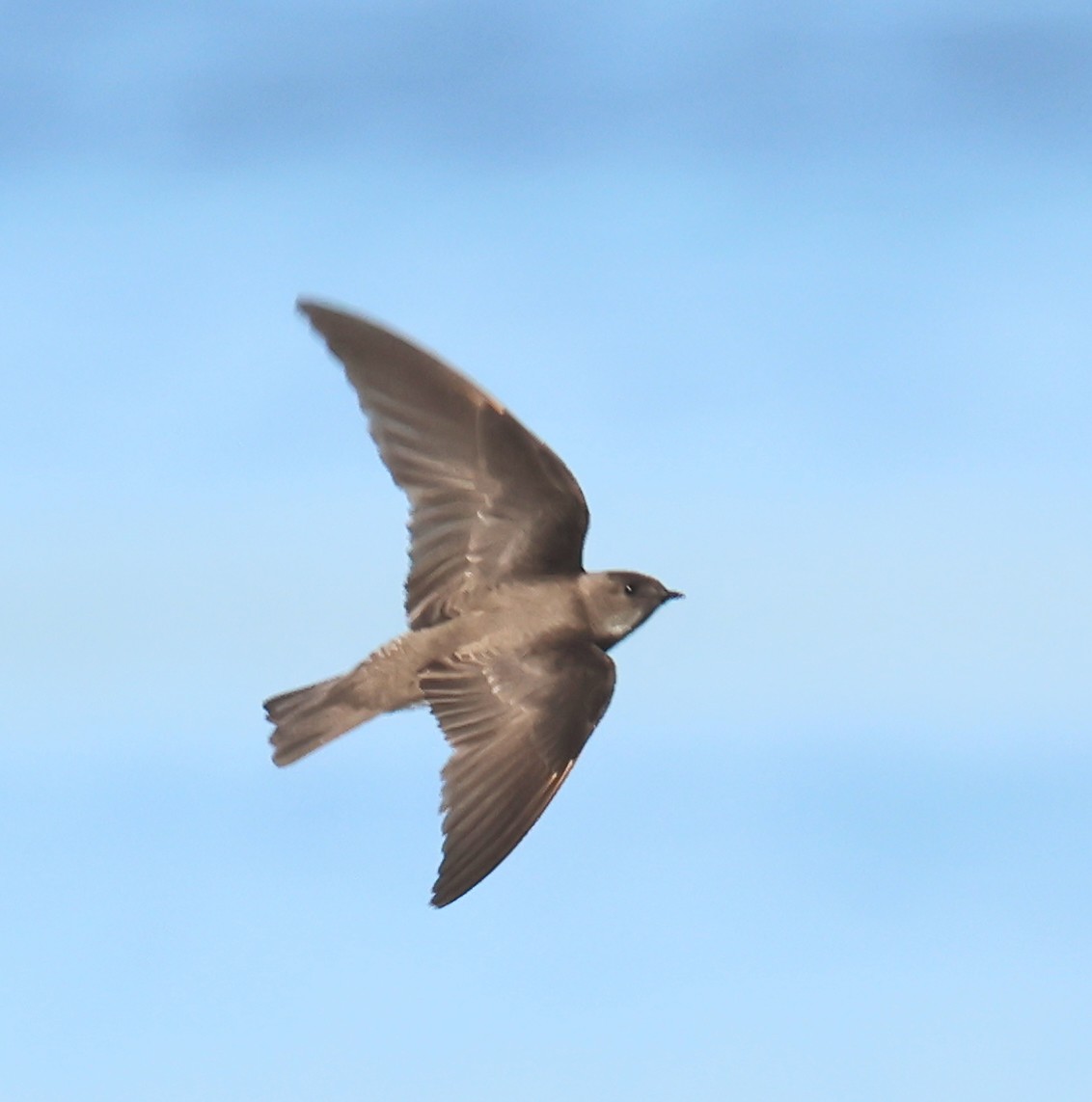 Northern Rough-winged Swallow - ML620445713
