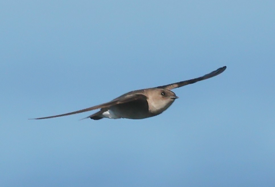 Golondrina Aserrada - ML620445714