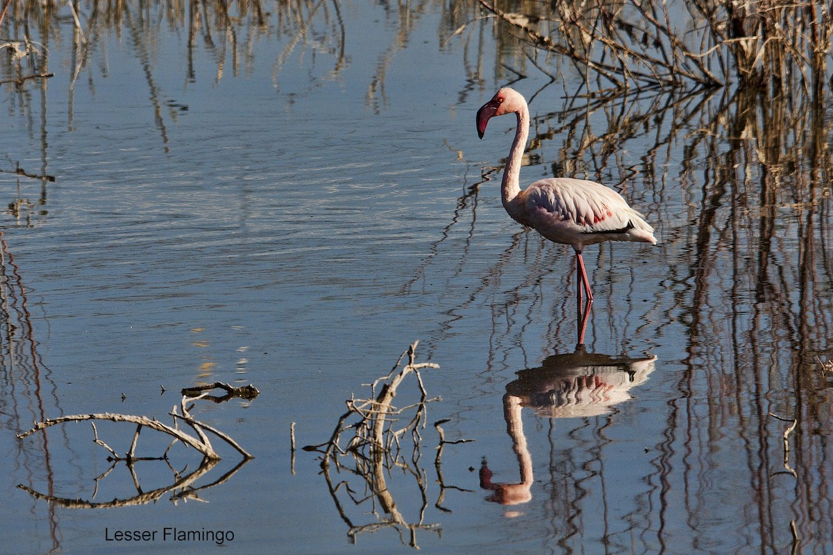 Lesser Flamingo - ML620445715