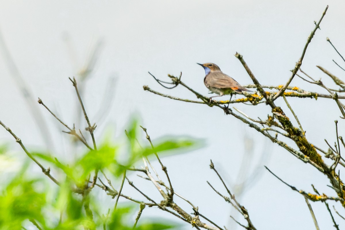 Bluethroat - ML620445721