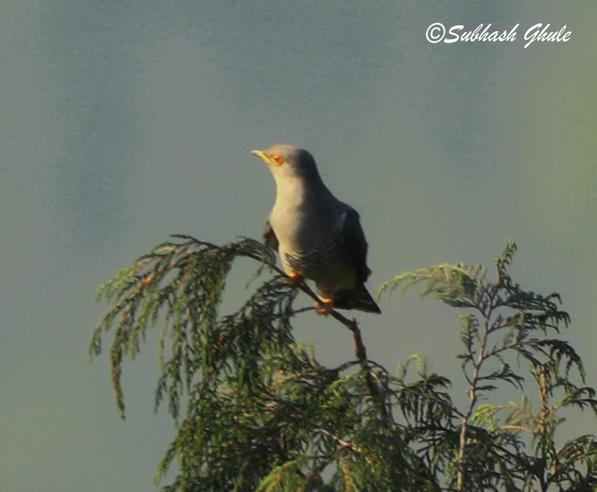 Large Hawk-Cuckoo - ML620445722