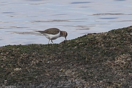 Common Sandpiper - ML620445723