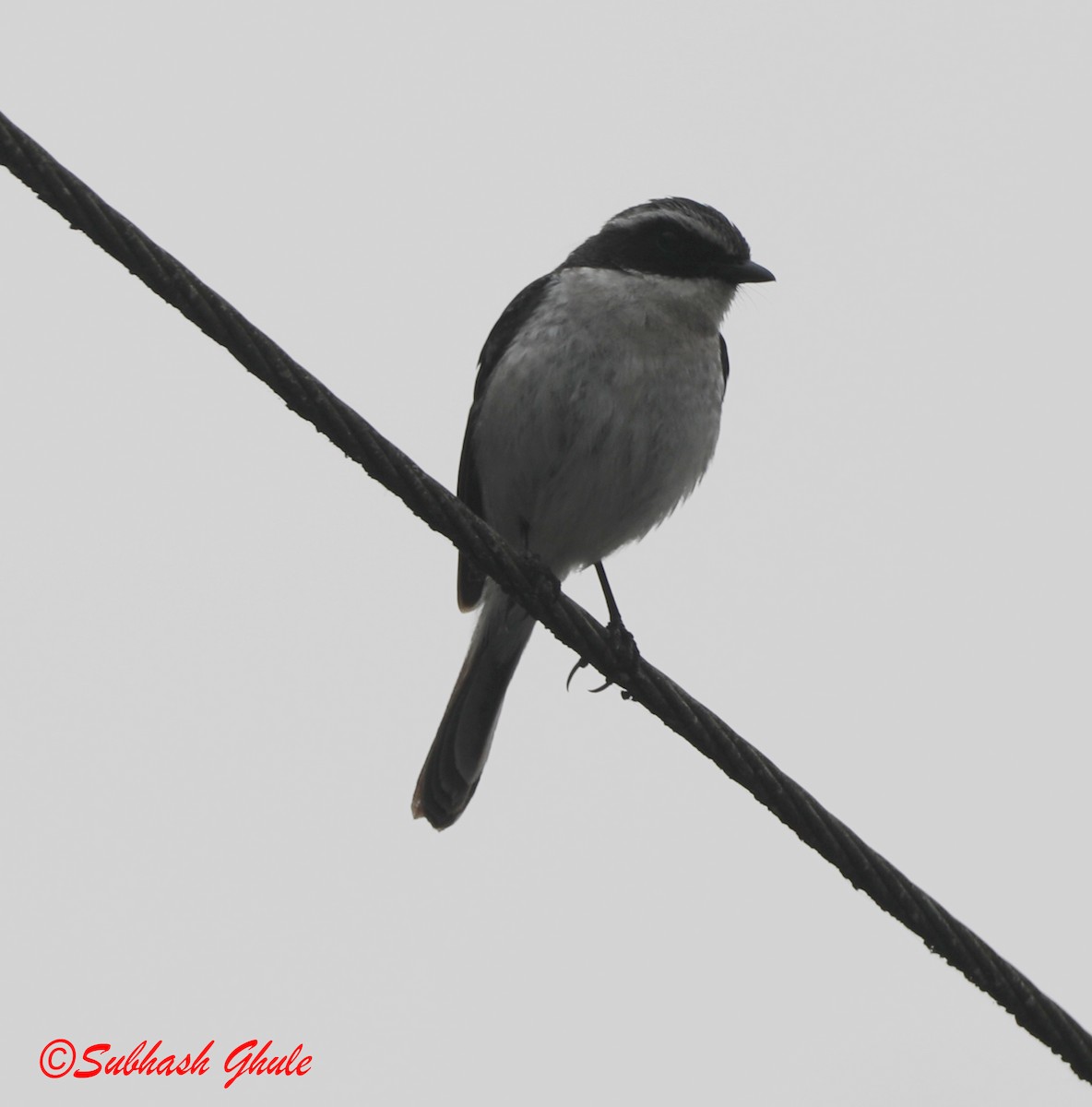 White-browed Shrike-Babbler - ML620445733