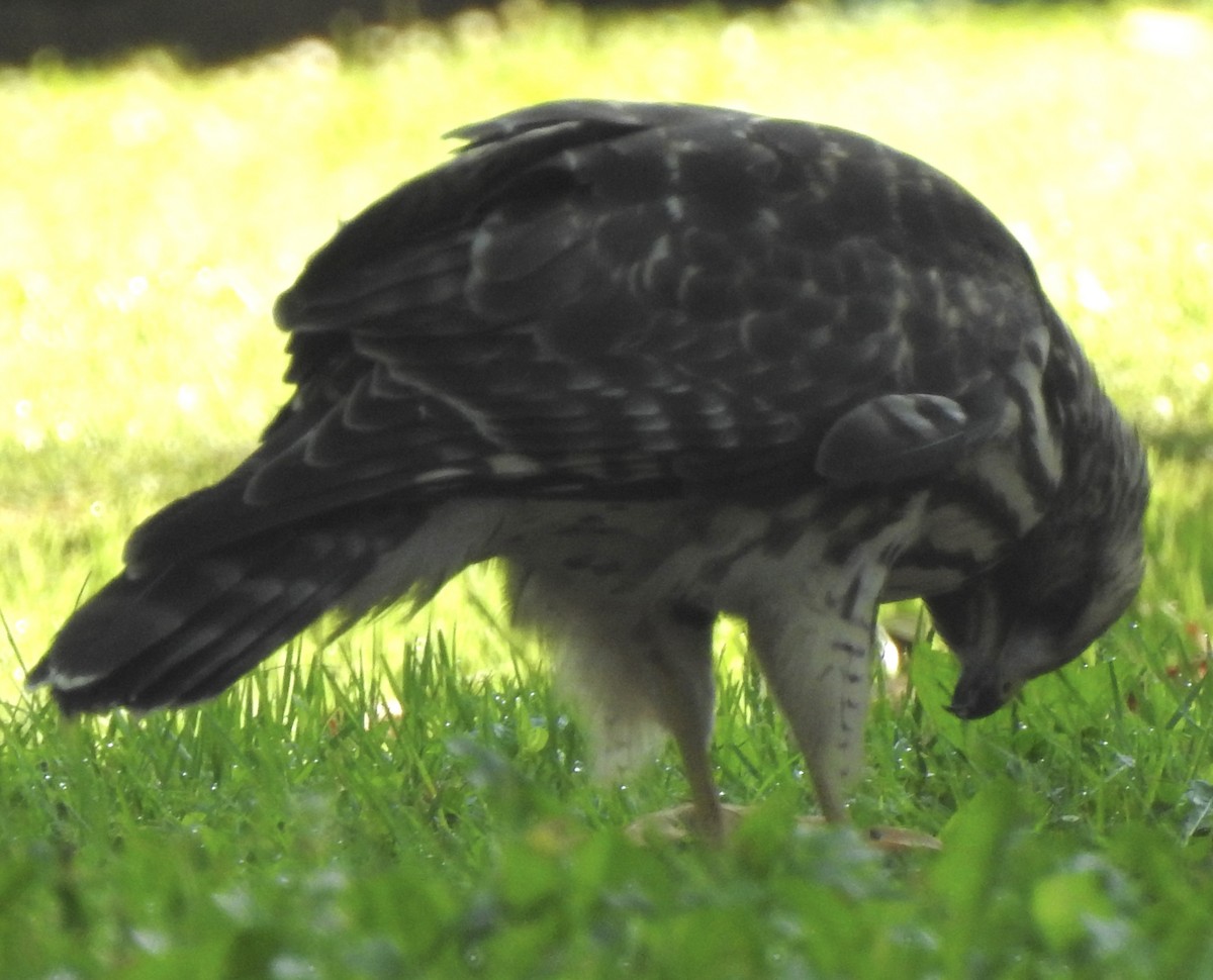 Red-shouldered Hawk - ML620445738