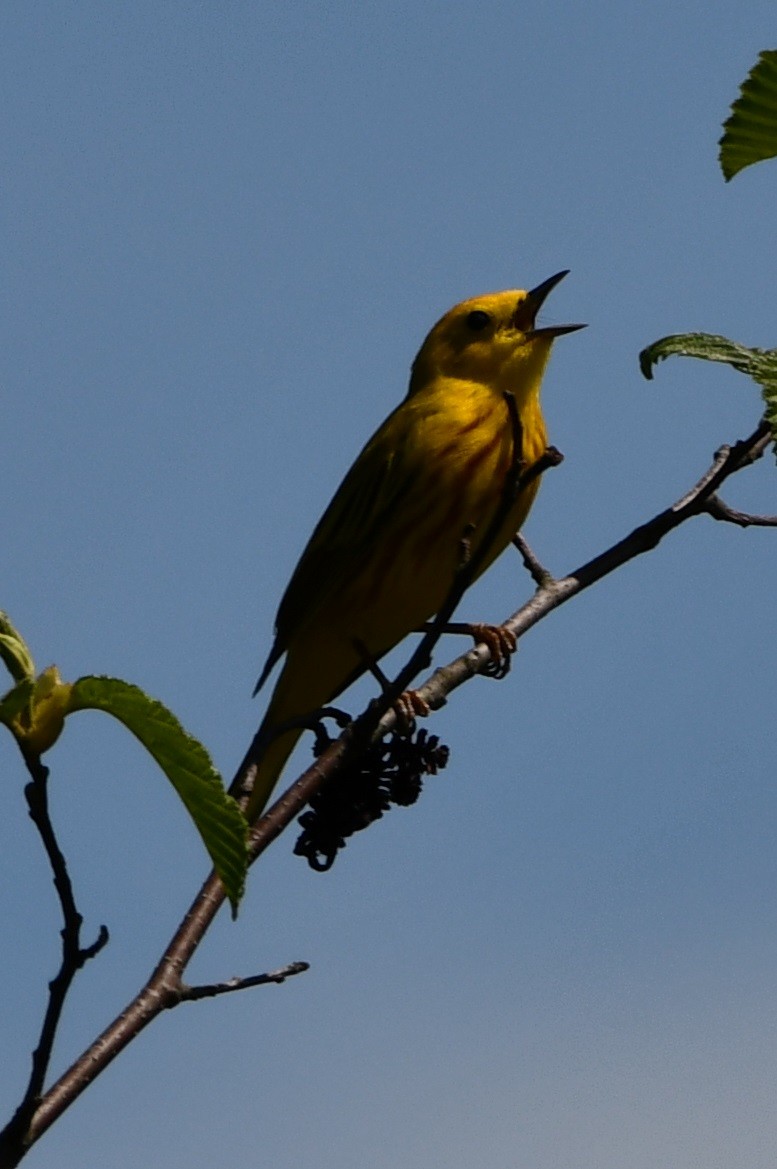 Yellow Warbler - ML620445744