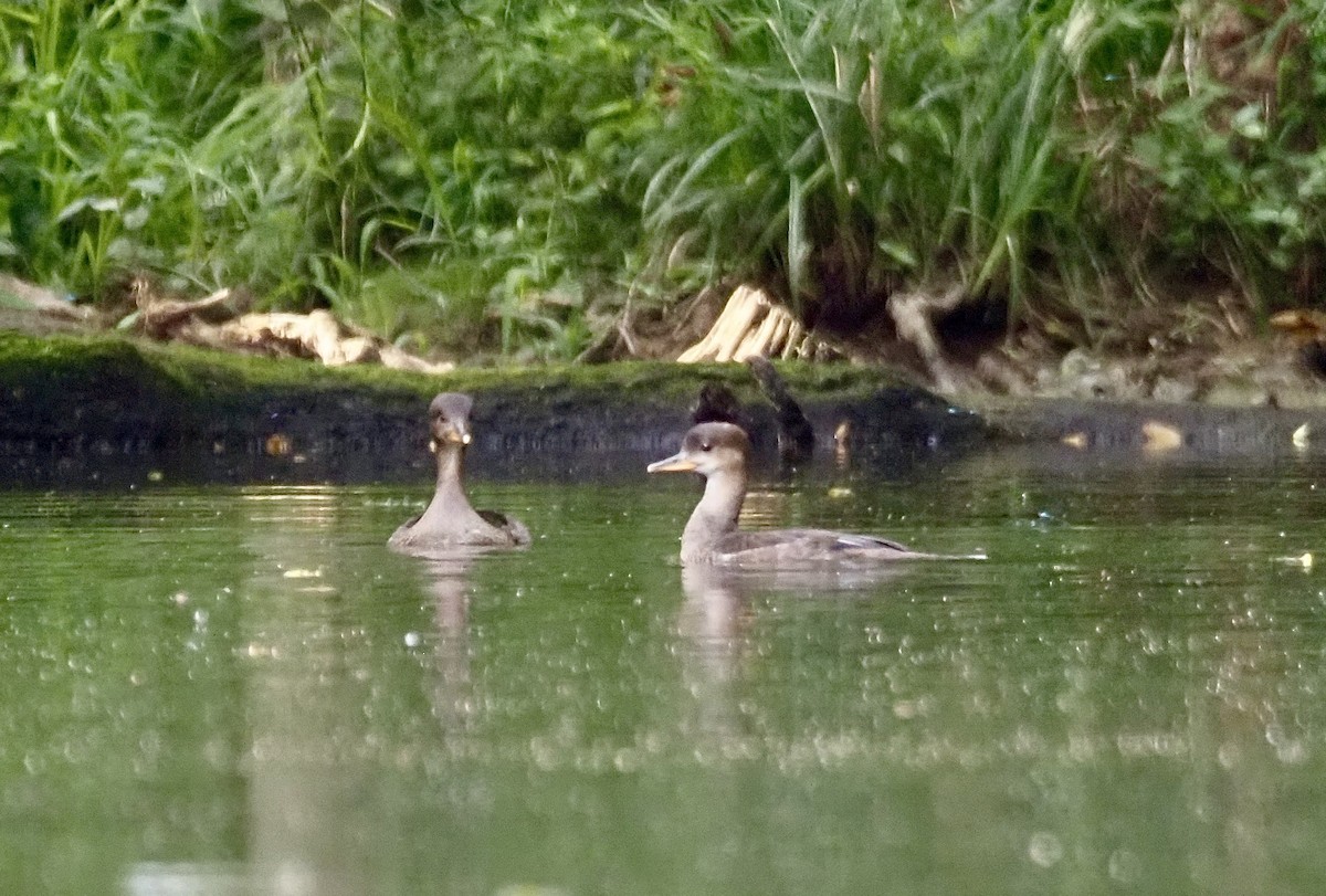 Hooded Merganser - ML620445747