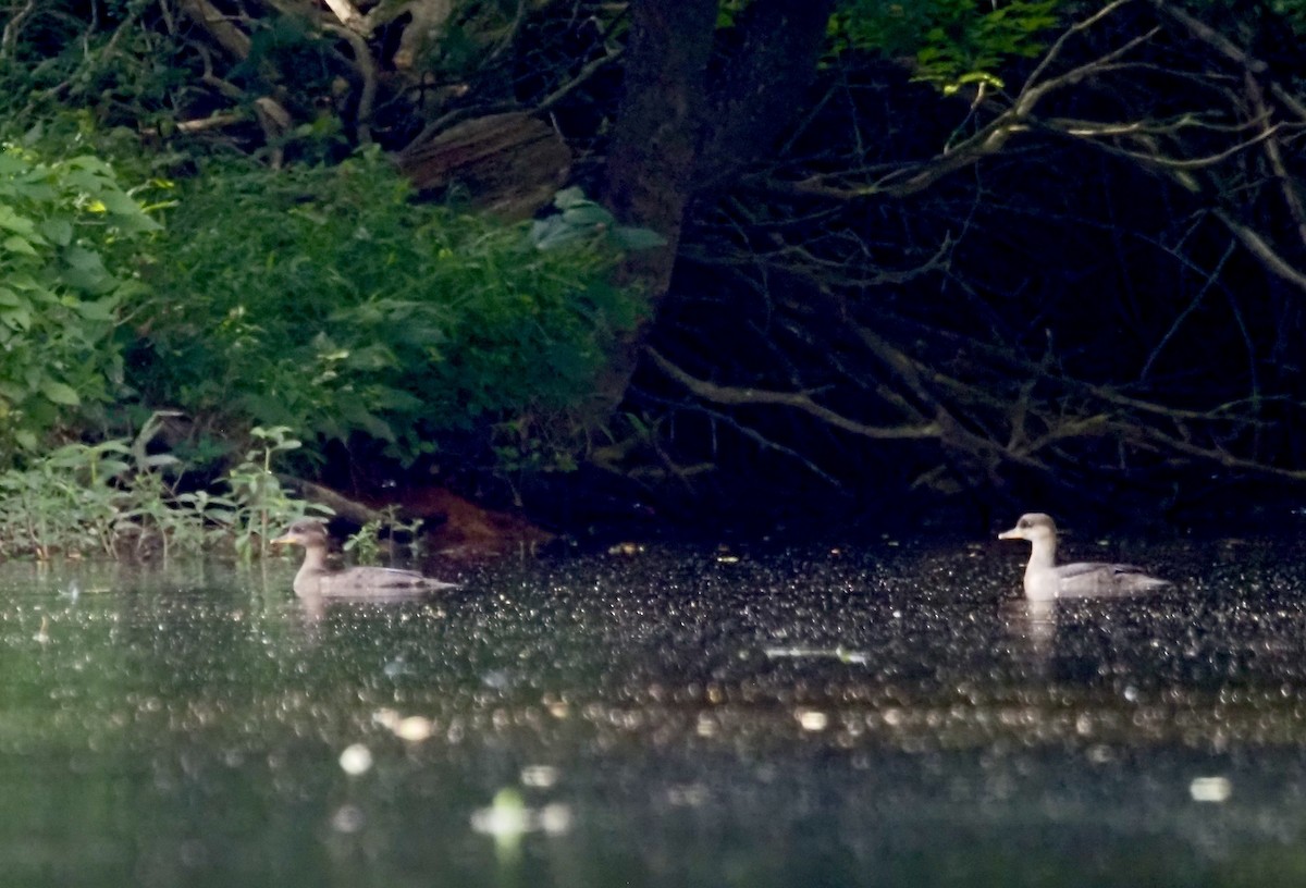 Hooded Merganser - ML620445748