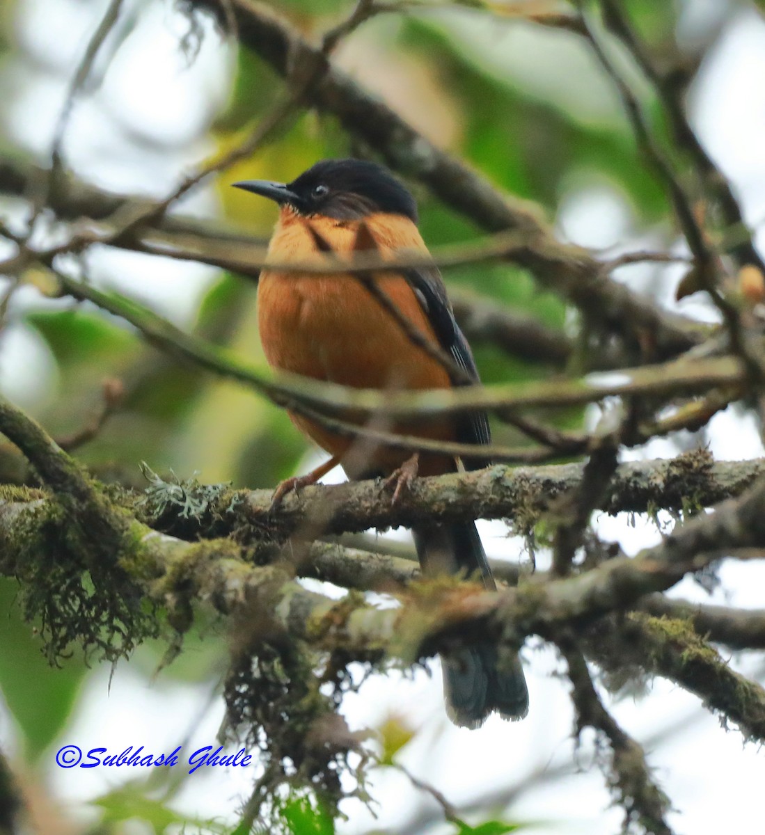 Rufous Sibia - ML620445751