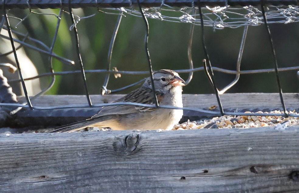 Rufous-winged Sparrow - ML620445752
