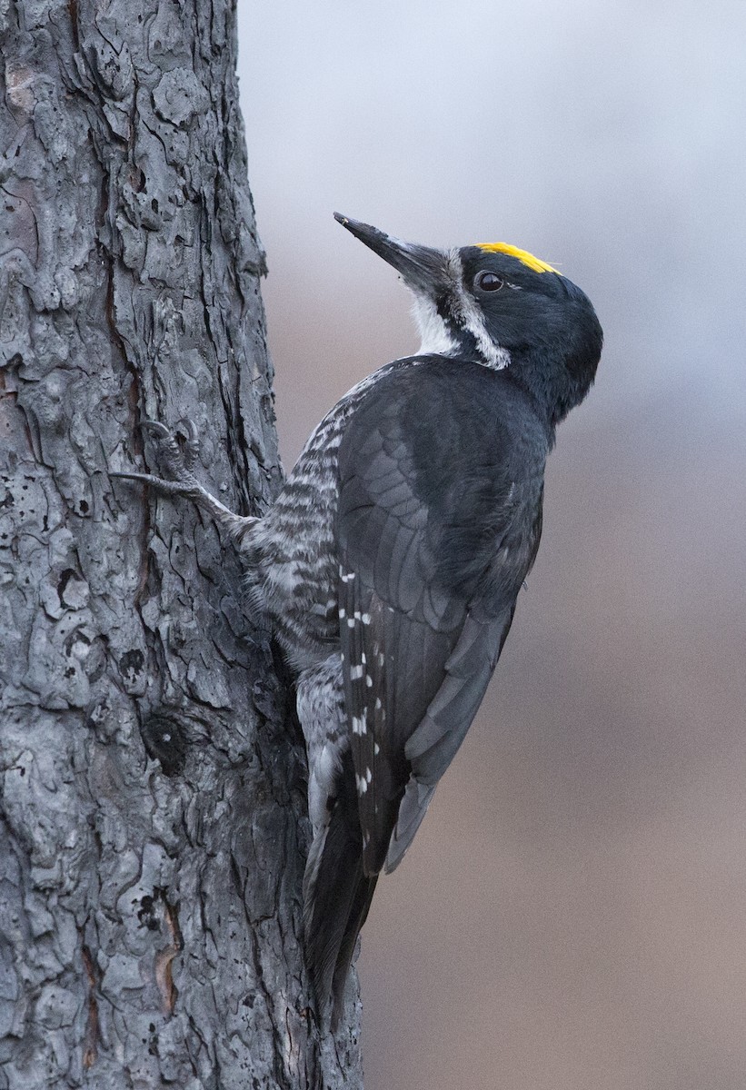 Black-backed Woodpecker - ML620445754