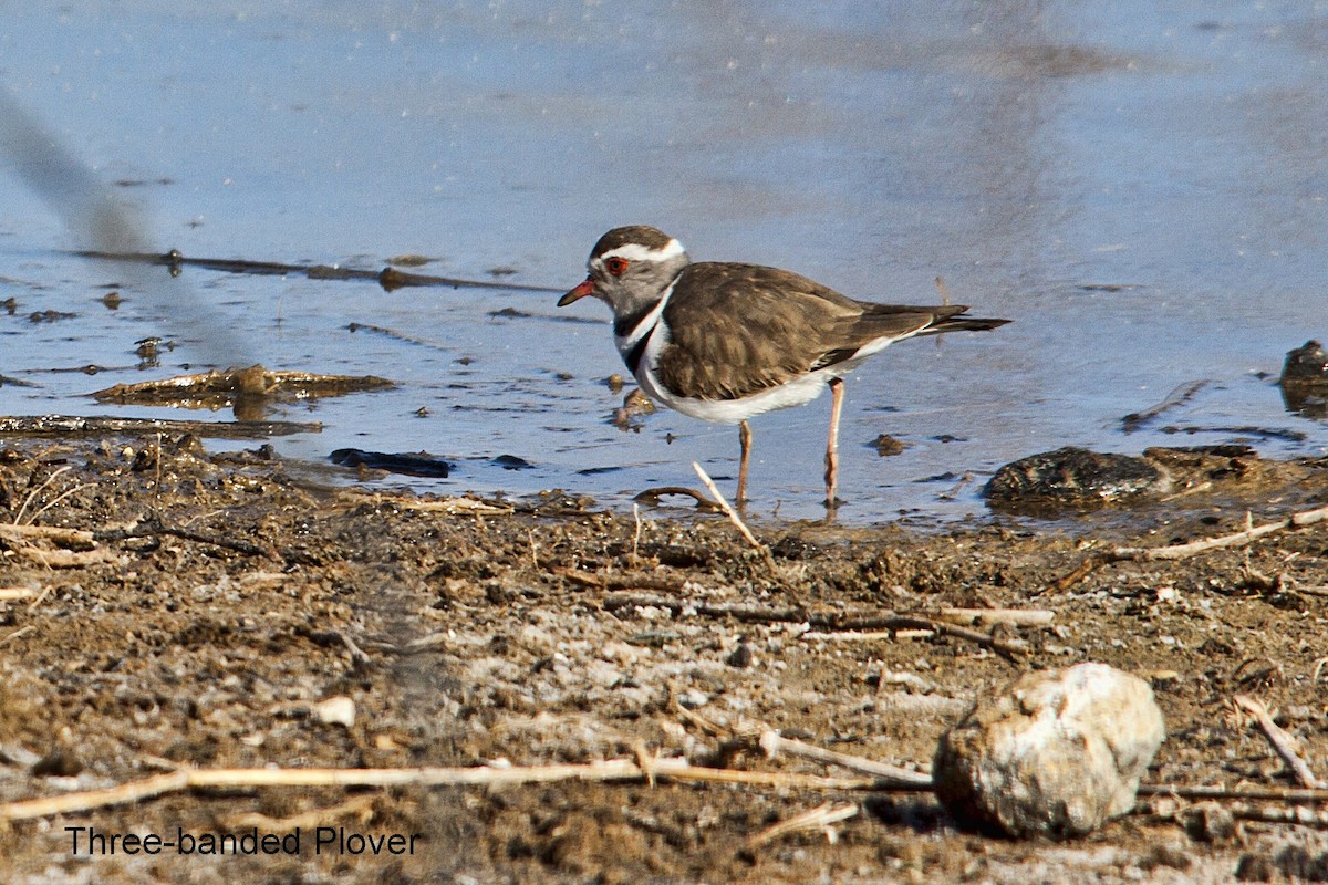 Three-banded Plover - ML620445756