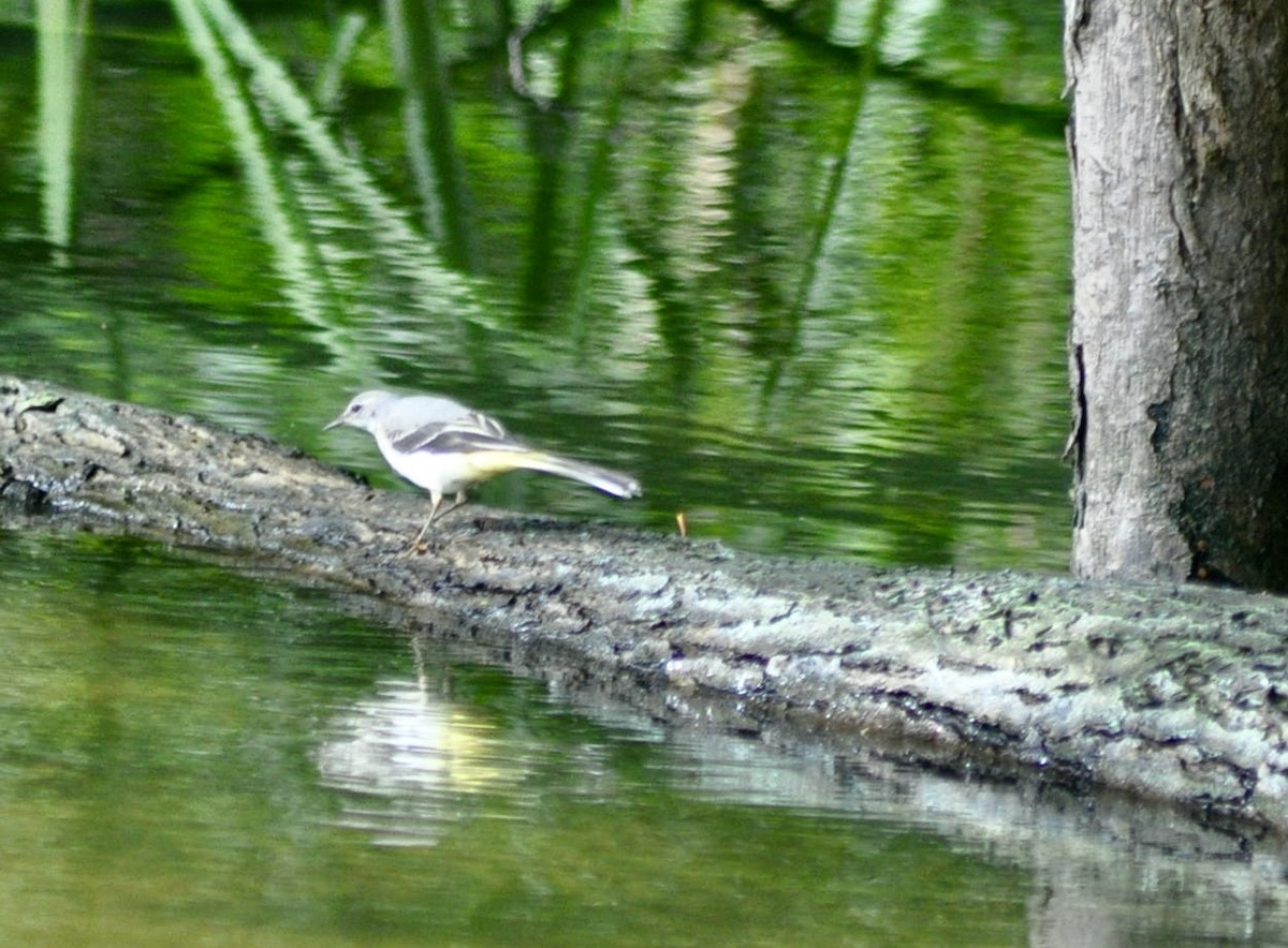 Gray Wagtail - ML620445757