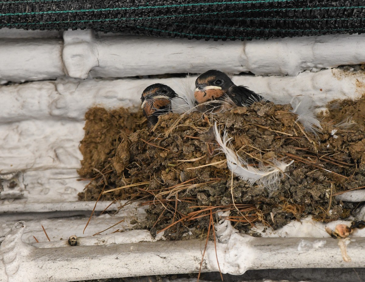 Barn Swallow - ML620445758