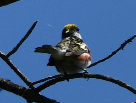 Paruline à flancs marron - ML620445761