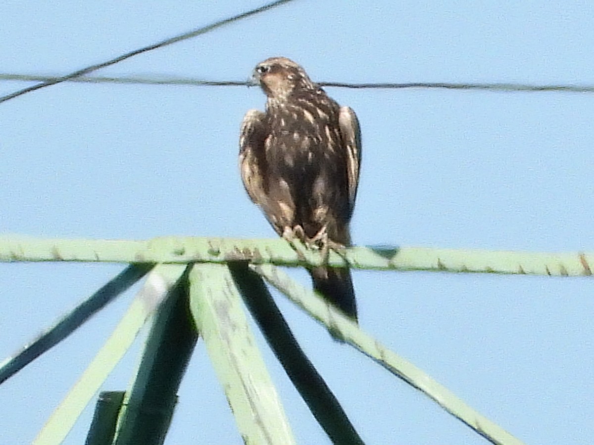 Saker Falcon - Ivan V