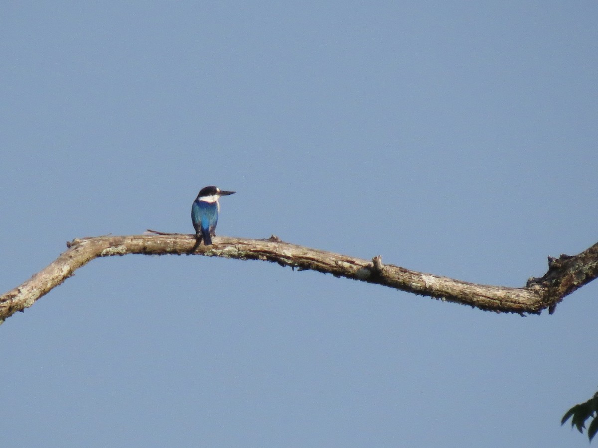 Forest Kingfisher - ML620445768