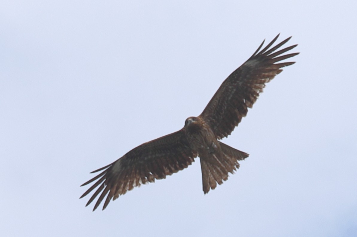 Black Kite - ML620445771