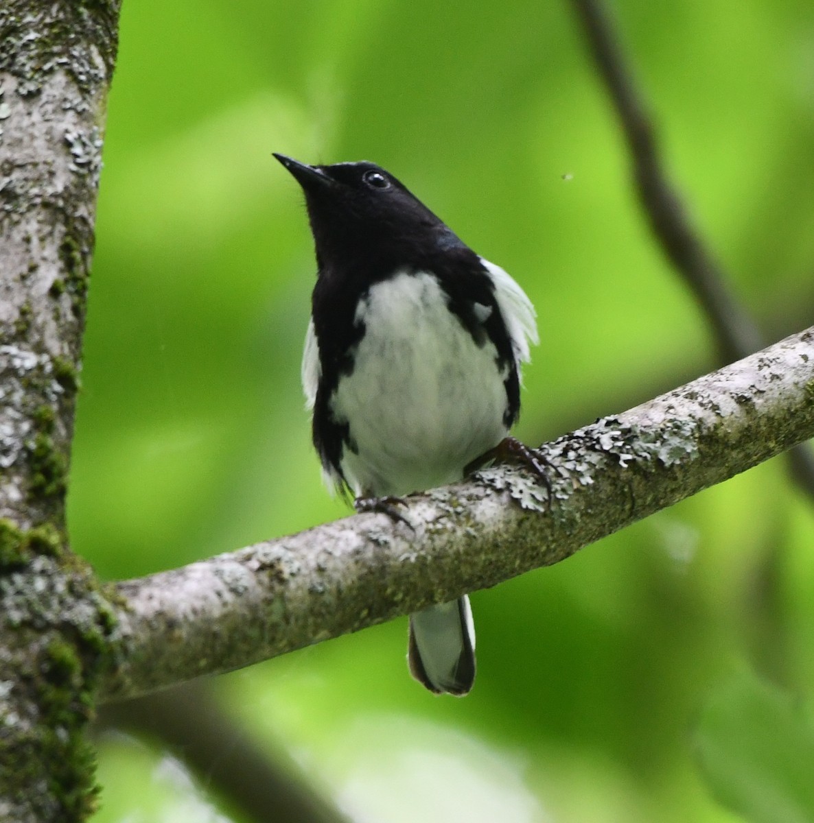 Black-throated Blue Warbler - Timothy Freiday