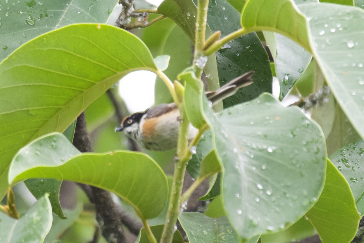 Black-throated Tit - ML620445782