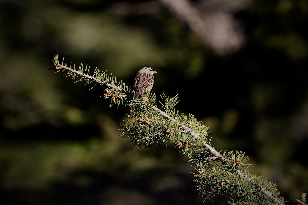 White-crowned Sparrow - ML620445786