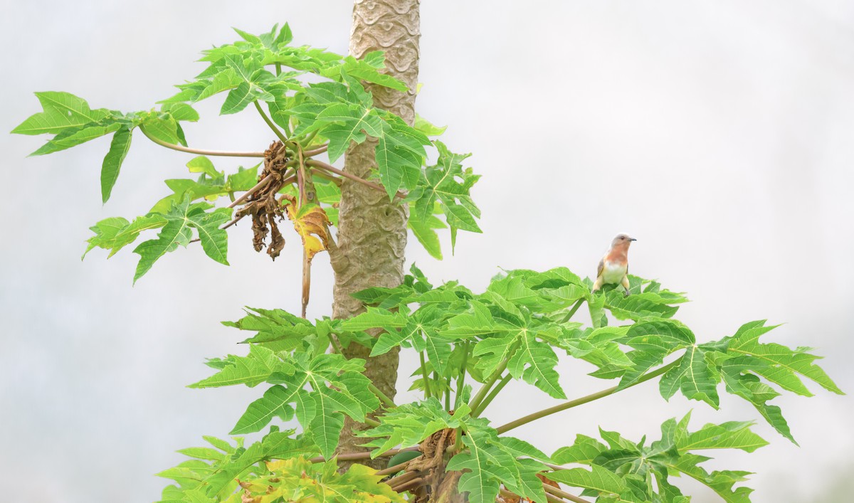 Dwarf Cuckoo - ML620445787